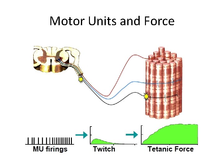 Motor Units and Force 