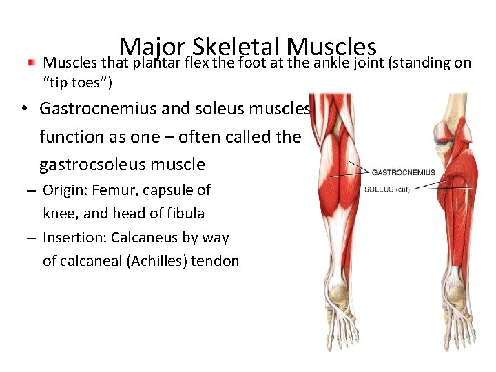 Major Skeletal Muscles that plantar flex the foot at the ankle joint (standing on Major Skeletal Muscles that plantar flex the foot at the ankle joint (standing on