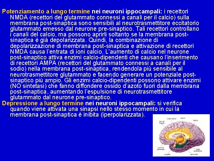 Potenziamento a lungo termine nei neuroni ippocampali: i recettori NMDA (recettori del glutammato connessi