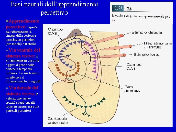 Basi neurali dell’apprendimento percettivo n. Apprendimento percettivo: dipende dal rafforzamento di sinapsi della corteccia