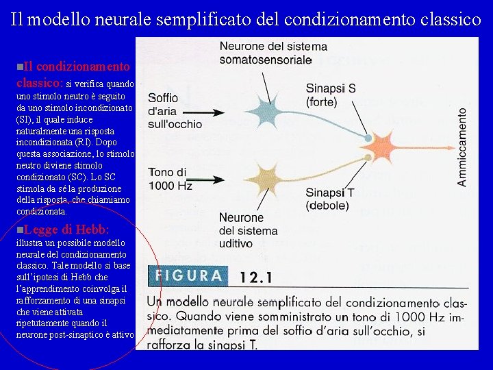 Il modello neurale semplificato del condizionamento classico n. Il condizionamento classico: si verifica quando