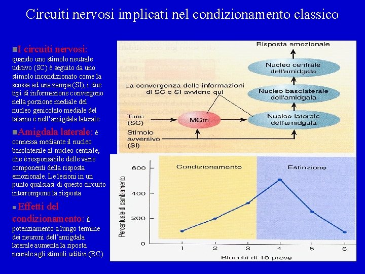 Circuiti nervosi implicati nel condizionamento classico n. I circuiti nervosi: quando uno stimolo neutrale