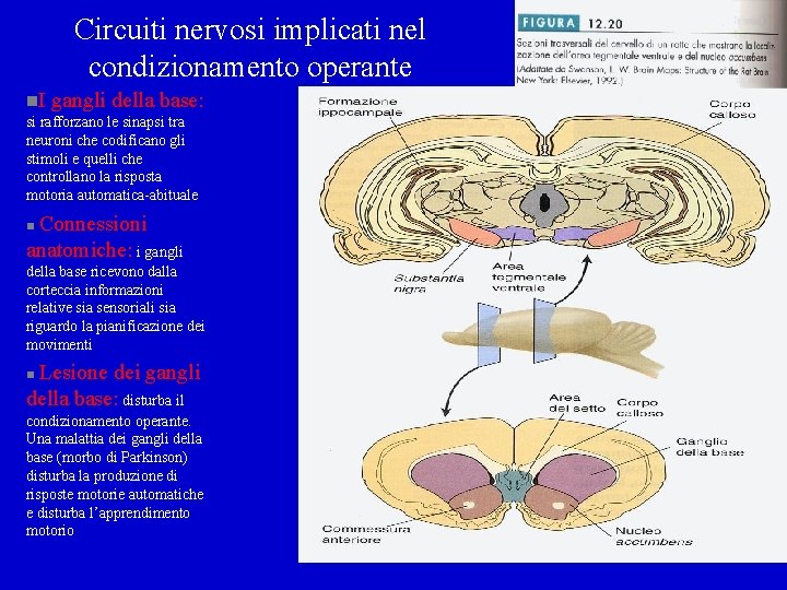 Circuiti nervosi implicati nel condizionamento operante n. I gangli della base: si rafforzano le