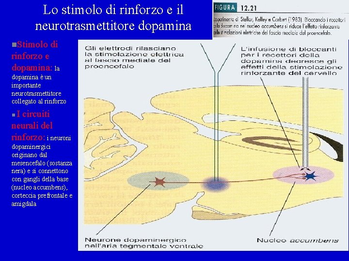 Lo stimolo di rinforzo e il neurotrasmettitore dopamina n. Stimolo di rinforzo e dopamina: