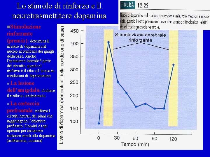 Lo stimolo di rinforzo e il neurotrasmettitore dopamina n. Stimolazione rinforzante (premio): determina il