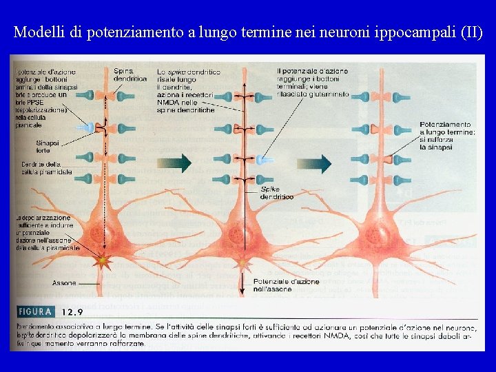 Modelli di potenziamento a lungo termine nei neuroni ippocampali (II) 