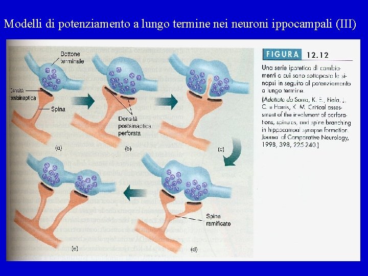 Modelli di potenziamento a lungo termine nei neuroni ippocampali (III) 