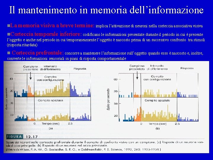 Il mantenimento in memoria dell’informazione n. La memoria visiva a breve termine: implica l’attivazione