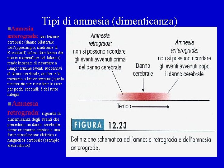 n. Amnesia Tipi di amnesia (dimenticanza) anterograda: una lesione cerebrale (danno bilaterale dell’ippocampo; sindrome