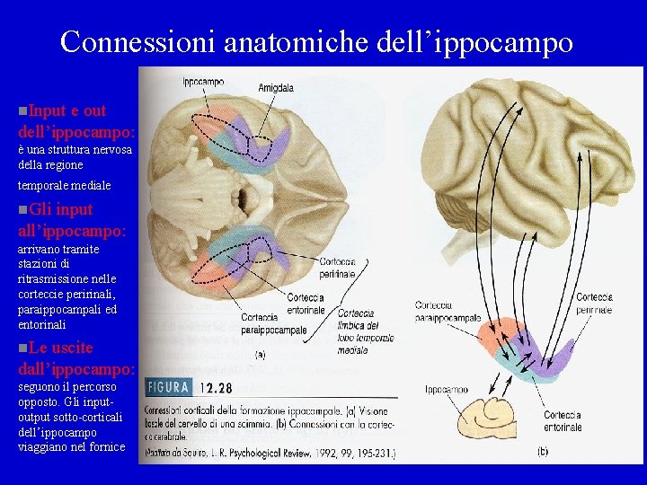 Connessioni anatomiche dell’ippocampo n. Input e out dell’ippocampo: è una struttura nervosa della regione