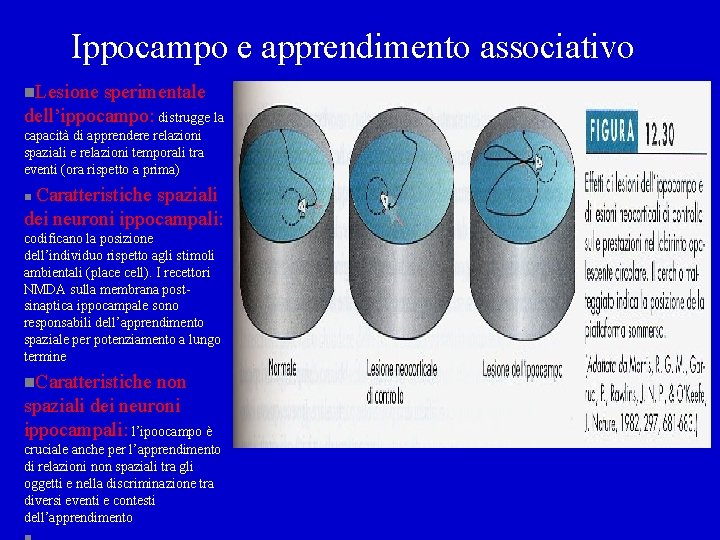 Ippocampo e apprendimento associativo n. Lesione sperimentale dell’ippocampo: distrugge la capacità di apprendere relazioni