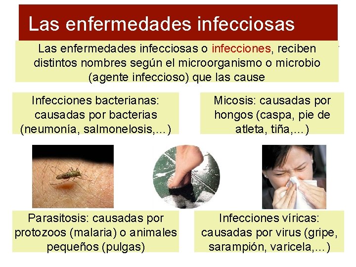 Las enfermedades infecciosas o infecciones, reciben distintos nombres según el microorganismo o microbio (agente