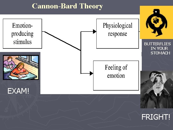 Cannon-Bard Theory BUTTERFLIES IN YOUR STOMACH EXAM! FRIGHT! 