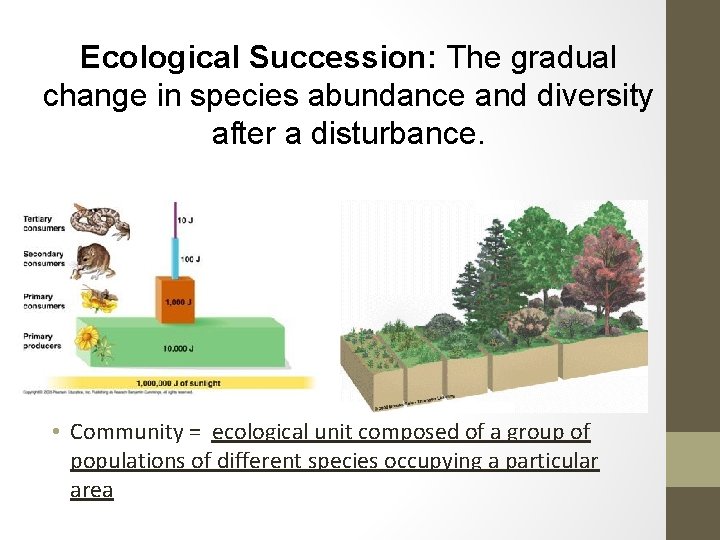 Ecological Succession: The gradual change in species abundance and diversity after a disturbance. •