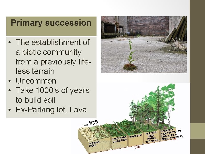 Primary succession • The establishment of a biotic community from a previously lifeless terrain