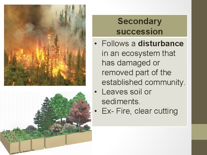 Secondary succession • Follows a disturbance in an ecosystem that has damaged or removed