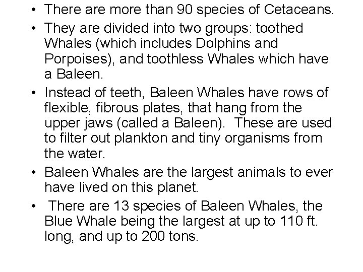  • There are more than 90 species of Cetaceans. • They are divided