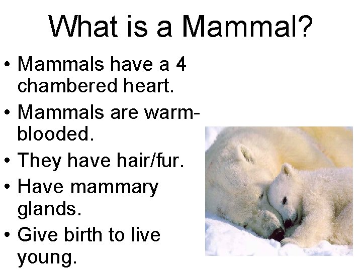 What is a Mammal? • Mammals have a 4 chambered heart. • Mammals are