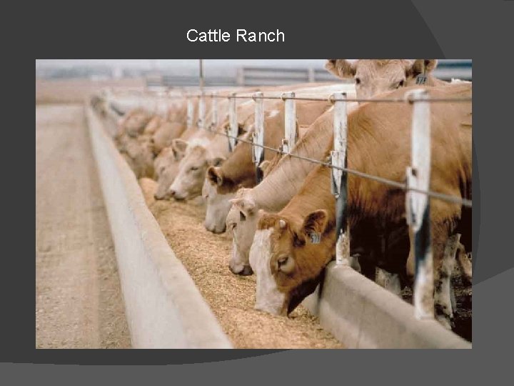 Cattle Ranch 