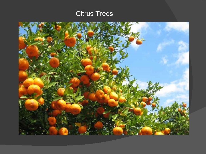 Citrus Trees 