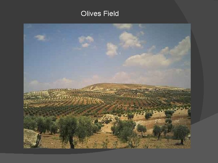 Olives Field 