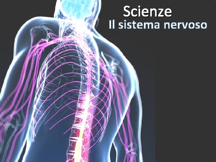 Scienze Il sistema nervoso 