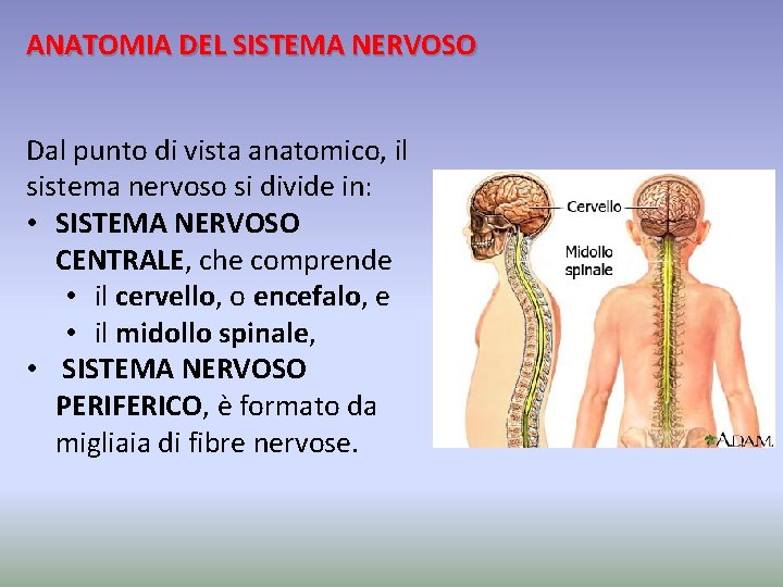 ANATOMIA DEL SISTEMA NERVOSO Dal punto di vista anatomico, il sistema nervoso si divide