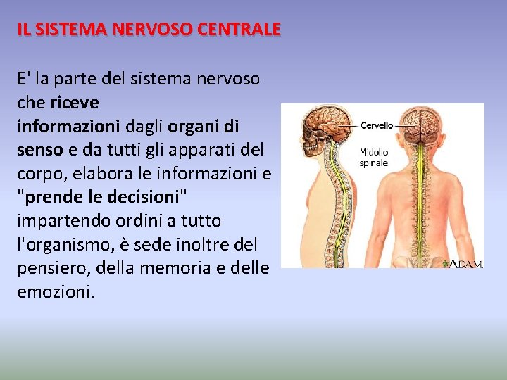 IL SISTEMA NERVOSO CENTRALE E' la parte del sistema nervoso che riceve informazioni dagli