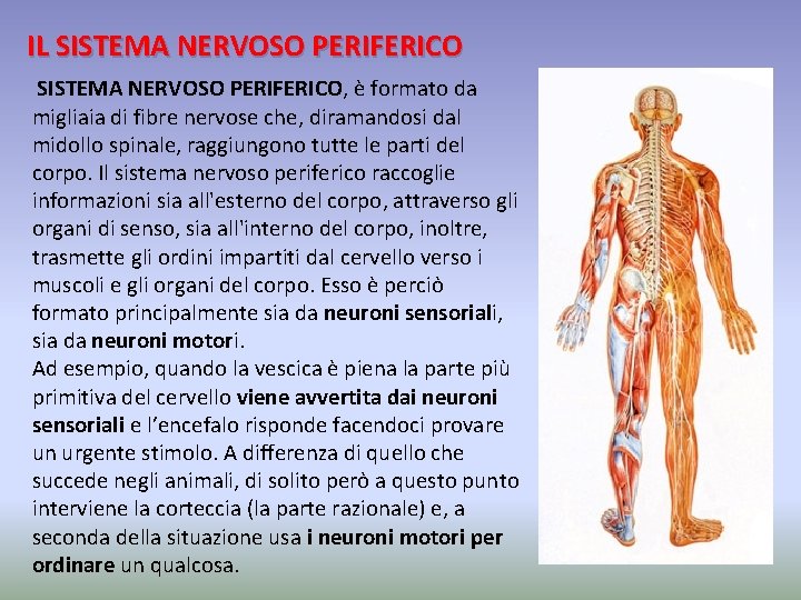 IL SISTEMA NERVOSO PERIFERICO, è formato da migliaia di fibre nervose che, diramandosi dal