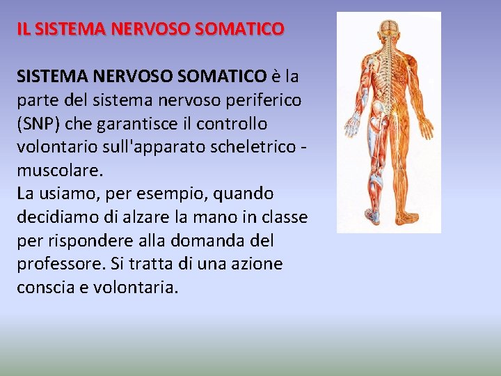 IL SISTEMA NERVOSO SOMATICO è la parte del sistema nervoso periferico (SNP) che garantisce