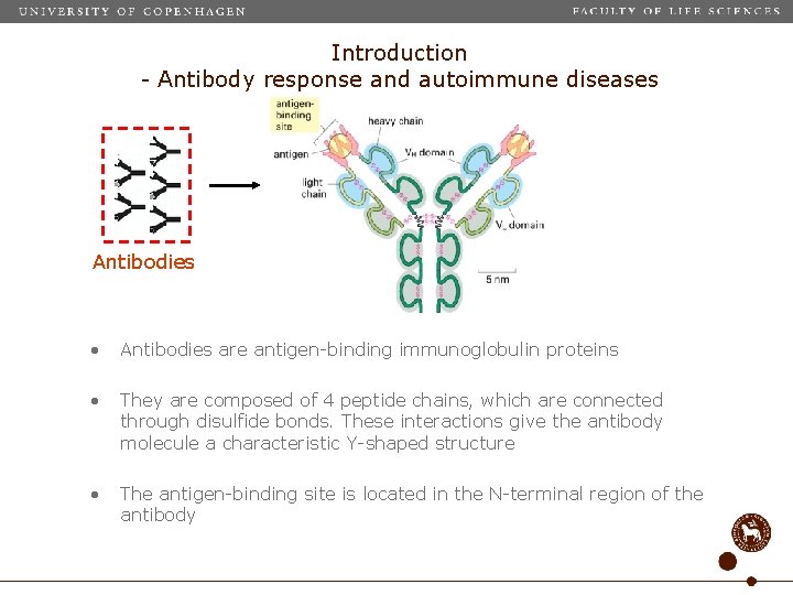 Introduction - Antibody response and autoimmune diseases Antibodies • Antibodies are antigen-binding immunoglobulin proteins