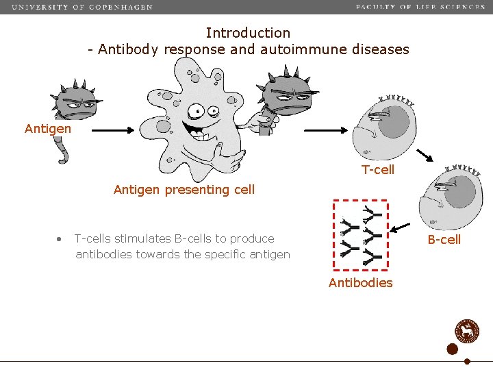 Introduction - Antibody response and autoimmune diseases Antigen T-cell Antigen presenting cell • T-cells