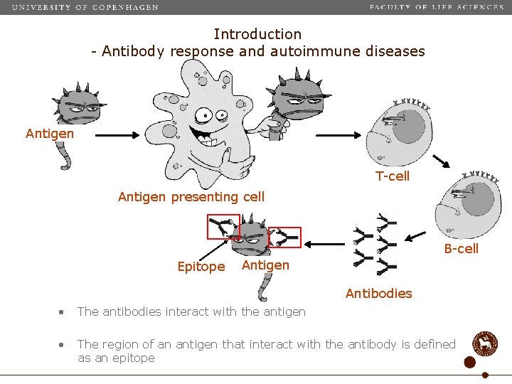 Introduction - Antibody response and autoimmune diseases Antigen T-cell Antigen presenting cell B-cell Epitope