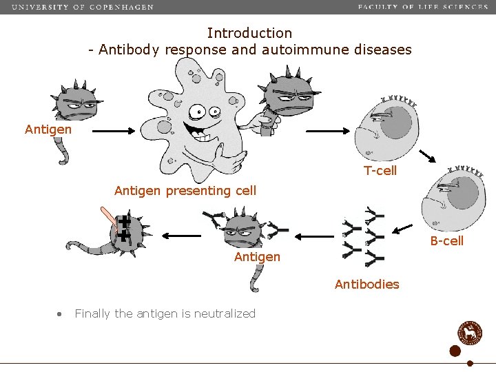 Introduction - Antibody response and autoimmune diseases Antigen T-cell Antigen presenting cell B-cell Antigen