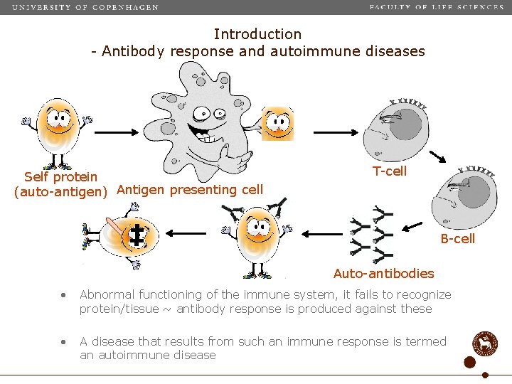 Introduction - Antibody response and autoimmune diseases Self protein (auto-antigen) Antigen presenting cell T-cell