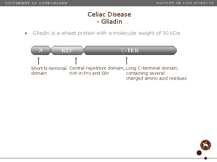 Celiac Disease - Gliadin • Gliadin is a wheat protein with a molecular weight