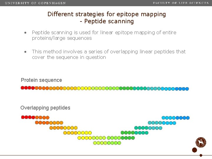 Different strategies for epitope mapping - Peptide scanning • Peptide scanning is used for