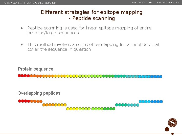 Different strategies for epitope mapping - Peptide scanning • Peptide scanning is used for