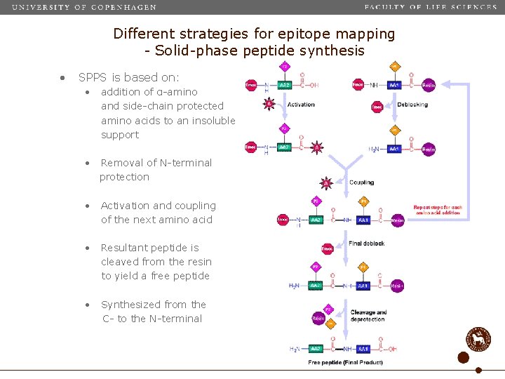Different strategies for epitope mapping - Solid-phase peptide synthesis • SPPS is based on: