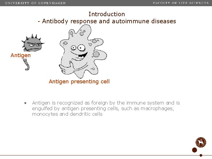 Introduction - Antibody response and autoimmune diseases Antigen An Antigen presenting cell • Antigen
