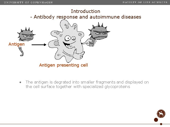 Introduction - Antibody response and autoimmune diseases Antigen presenting cell • The antigen is