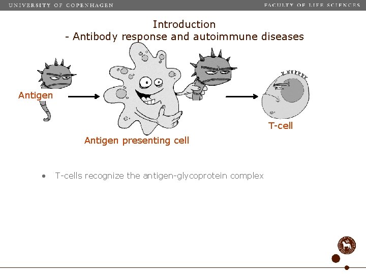 Introduction - Antibody response and autoimmune diseases Antigen T-cell Antigen presenting cell • T-cells