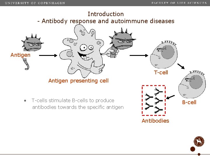 Introduction - Antibody response and autoimmune diseases Antigen T-cell Antigen presenting cell • T-cells