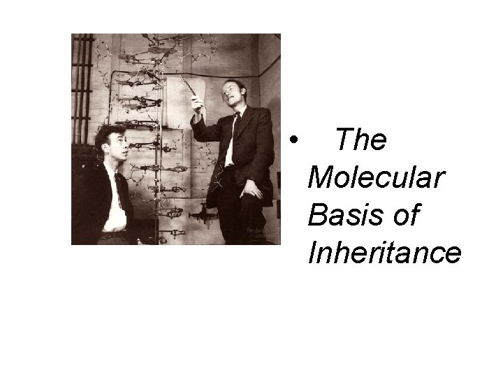  • The Molecular Basis of Inheritance 