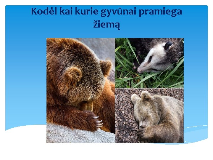 Kodėl kai kurie gyvūnai pramiega žiemą 