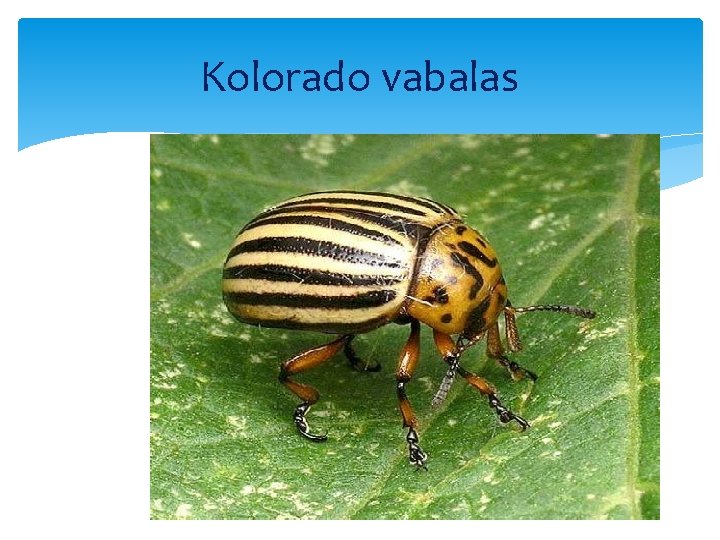 Kolorado vabalas 