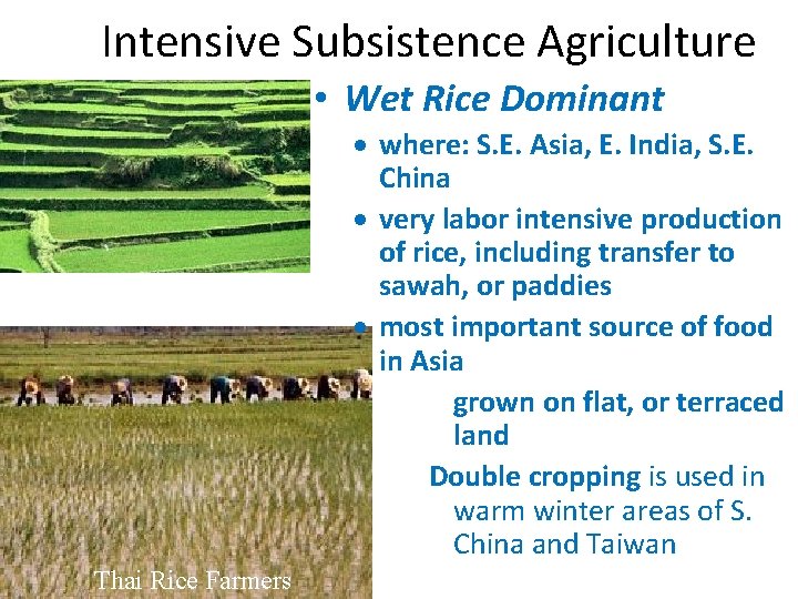Intensive Subsistence Agriculture • Wet Rice Dominant The Fields of Bali Thai Rice Farmers