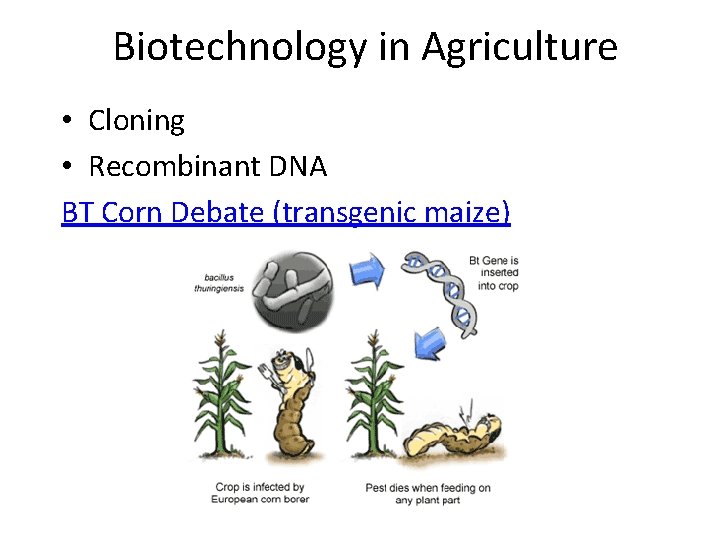 Biotechnology in Agriculture • Cloning • Recombinant DNA BT Corn Debate (transgenic maize) 