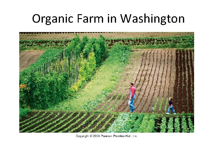 Organic Farm in Washington There is limited use of chemicals and heavy machinery on