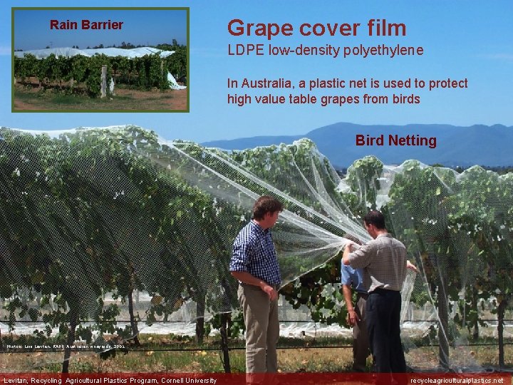 Rain Barrier Grape cover film LDPE low-density polyethylene In Australia, a plastic net is